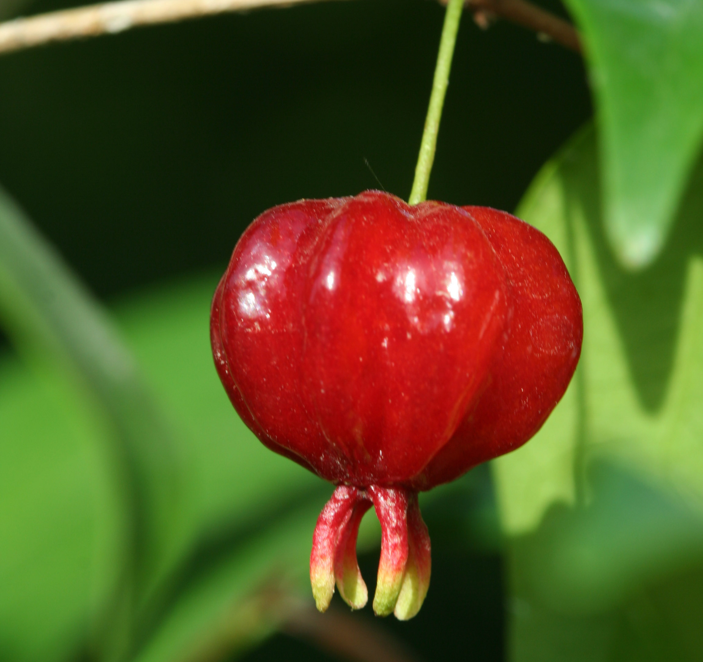 Nangapiri Eugenia uniflora, Jard Bot BA Maschwitz (E Haene)